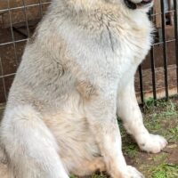 Pastore dell’Asia centrale (Alabai)