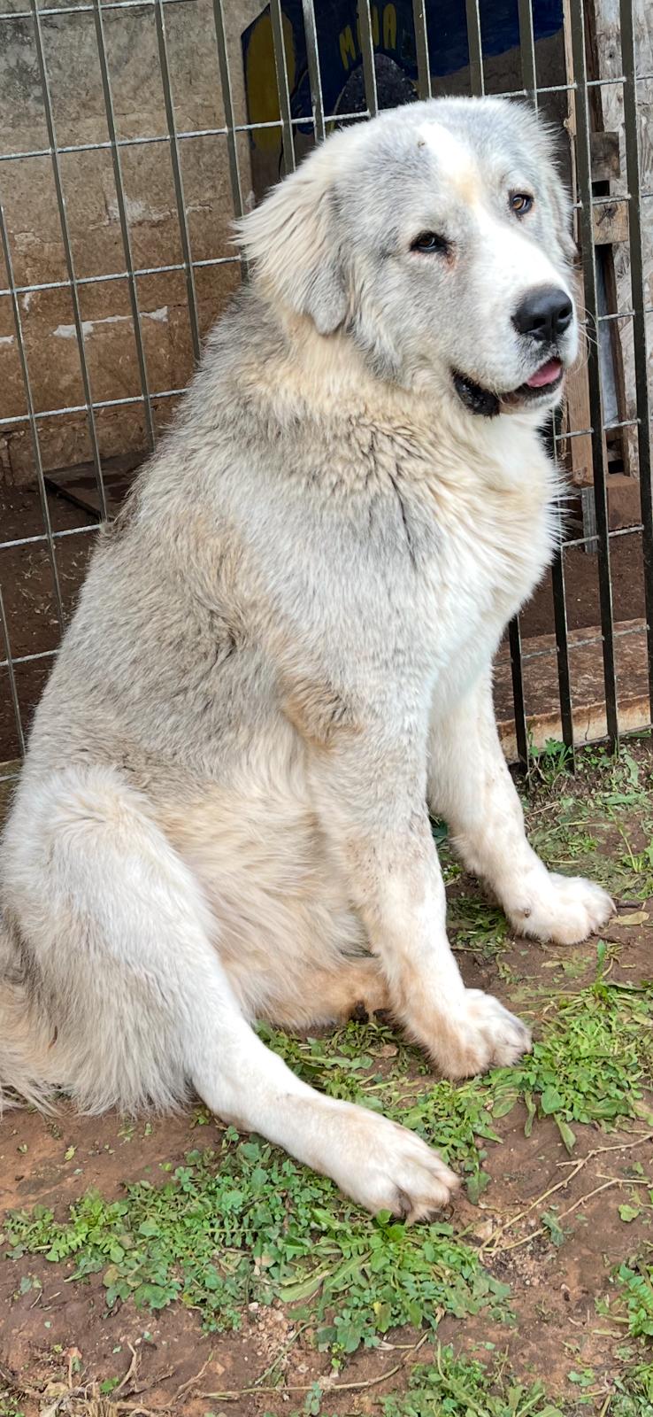 Pastore dell’Asia centrale (Alabai)