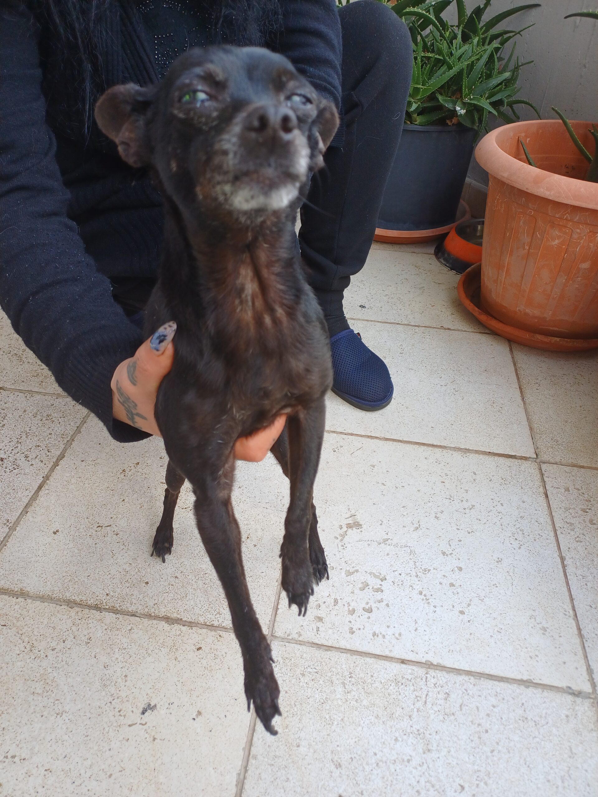 Cerco pincher per far accoppiare la mia cagnolina