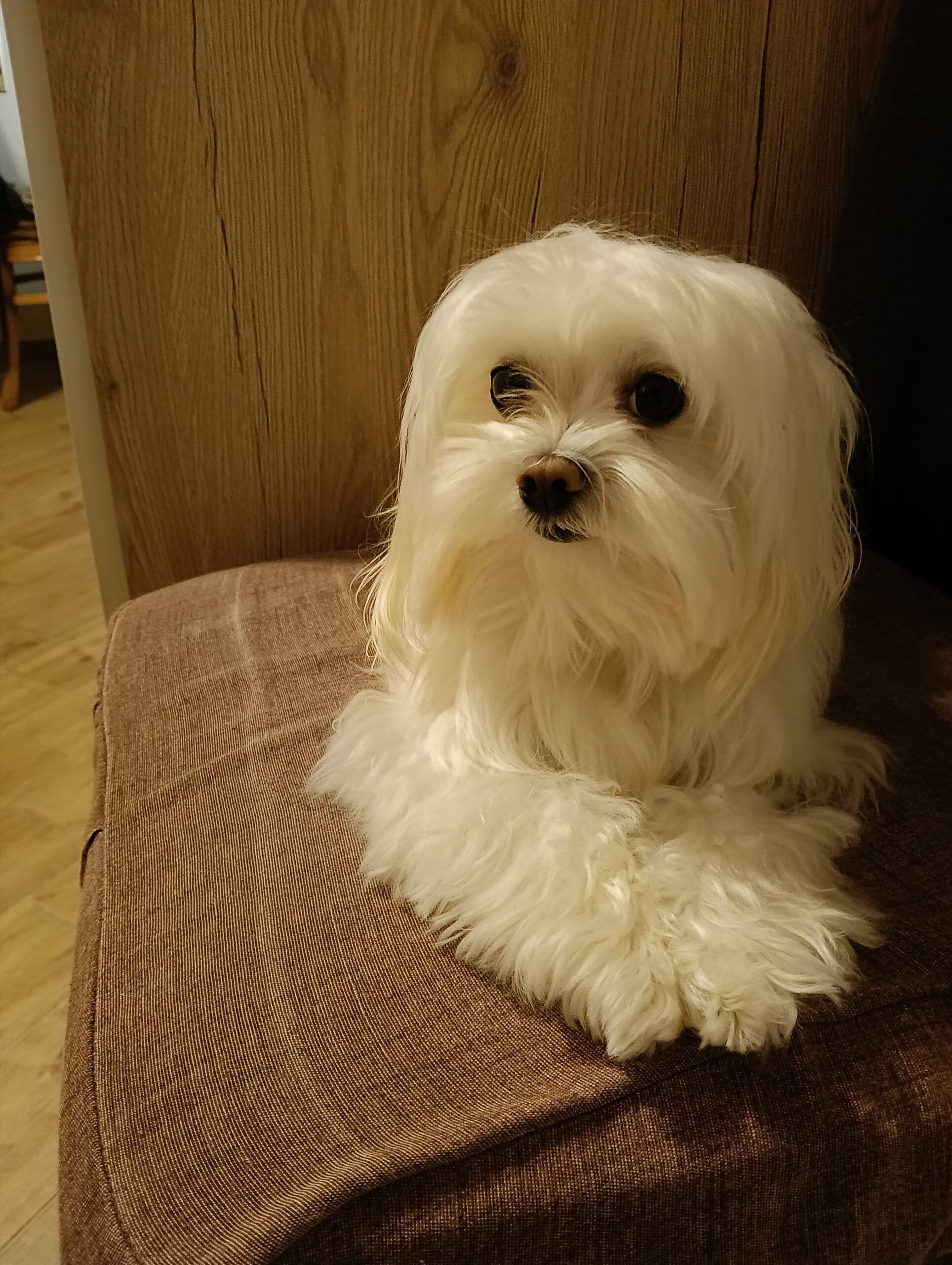 Maltese coreano