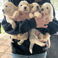 Pastore dell’Asia centrale (Alabai)