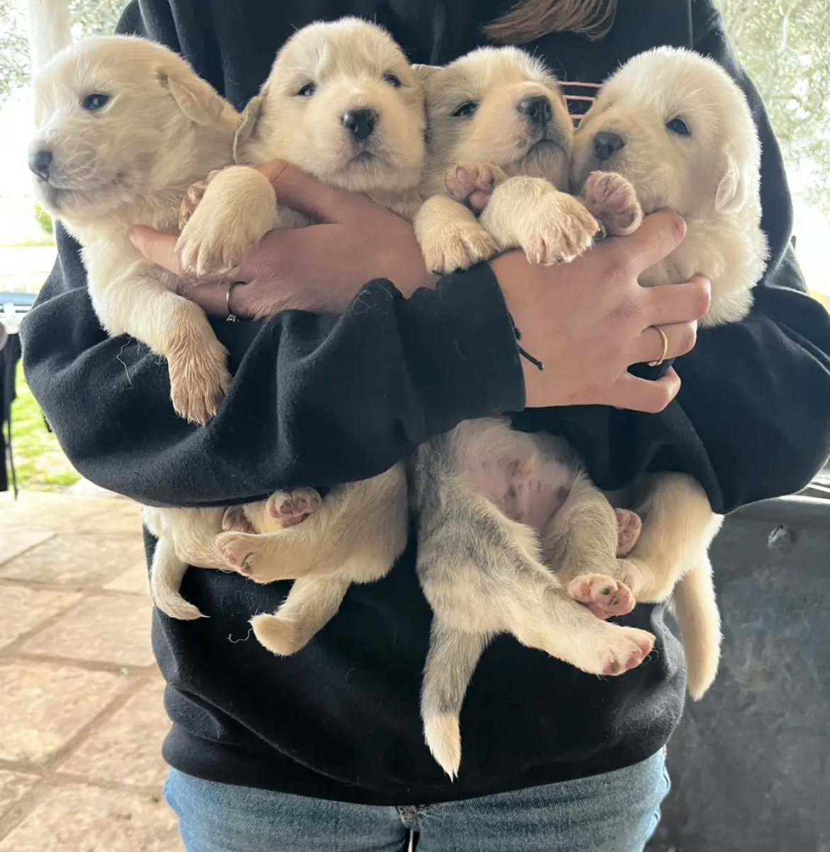 Pastore dell’Asia centrale (Alabai)