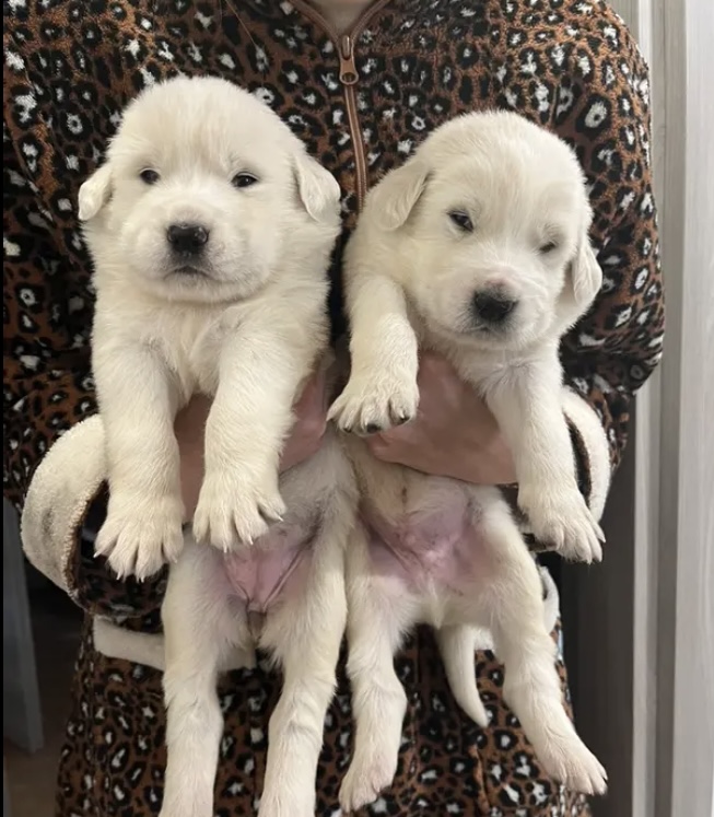 Pastore dell’Asia centrale (Alabai)