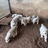 Pastore dell’Asia centrale (Alabai)