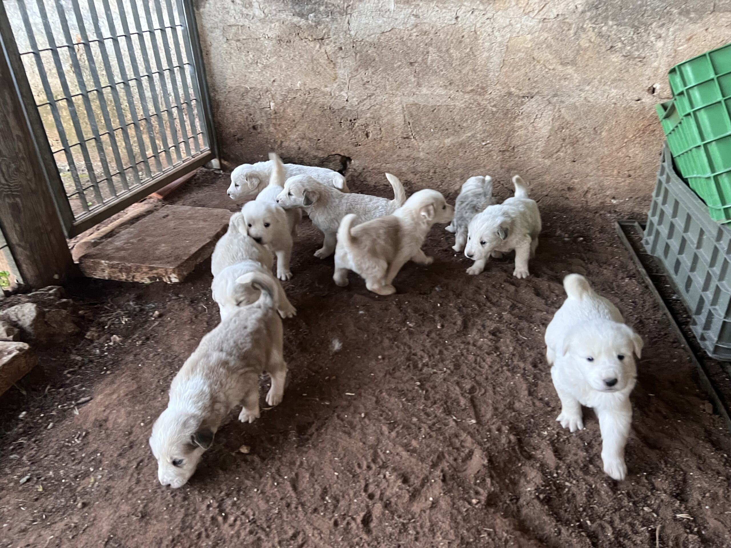 Pastore dell’Asia centrale (Alabai)