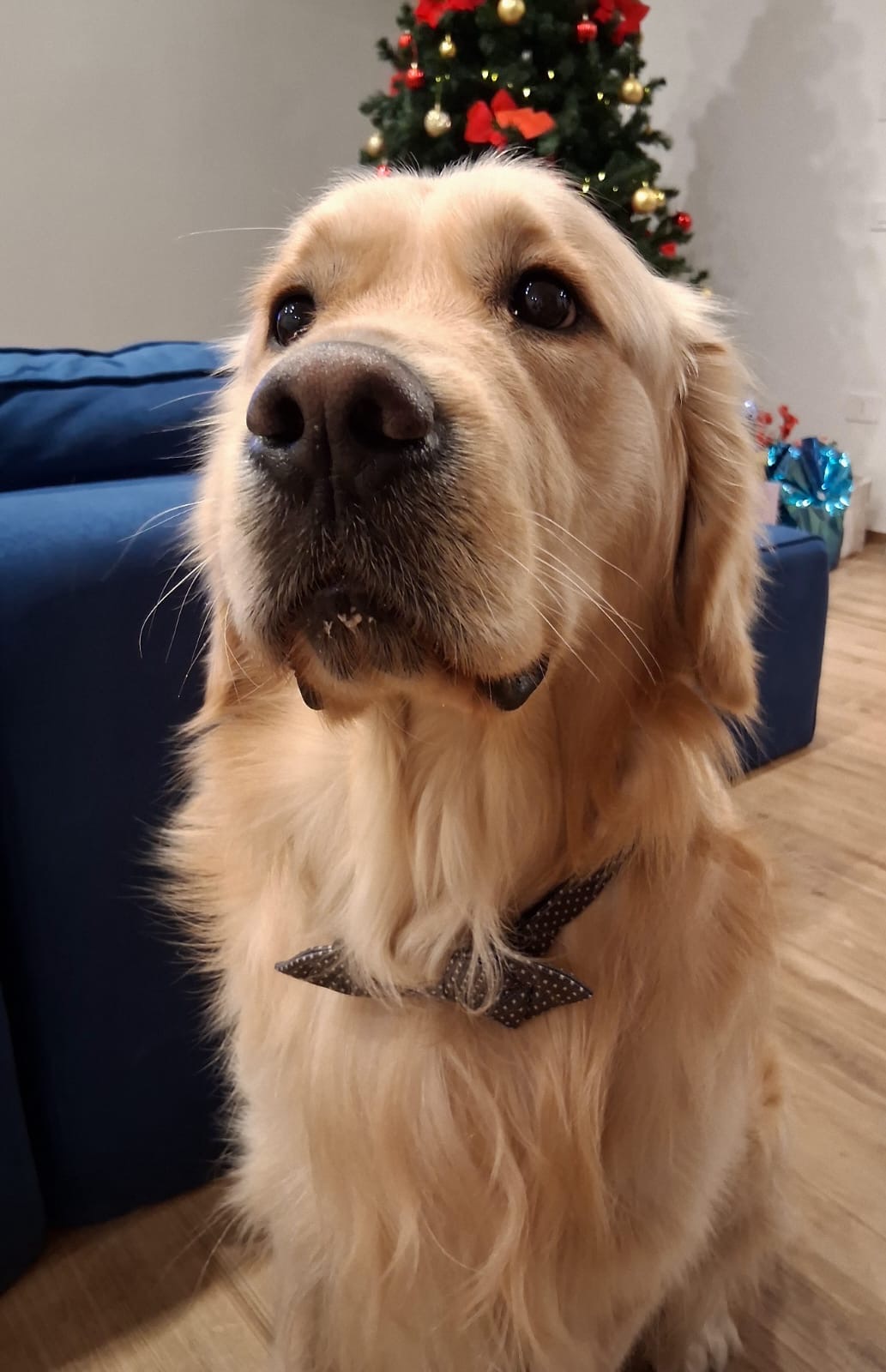 Piero cerca fidanzata