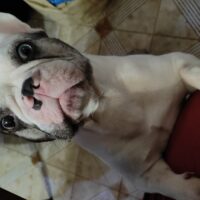 Thor cerca fidanzata