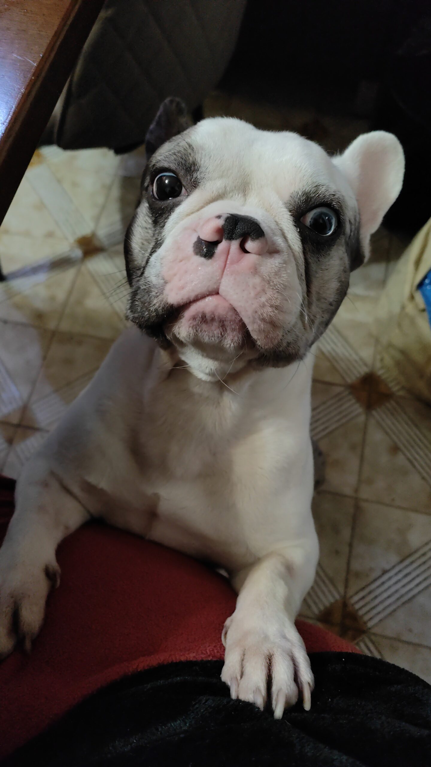 Thor cerca fidanzata