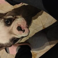 Thor cerca fidanzata