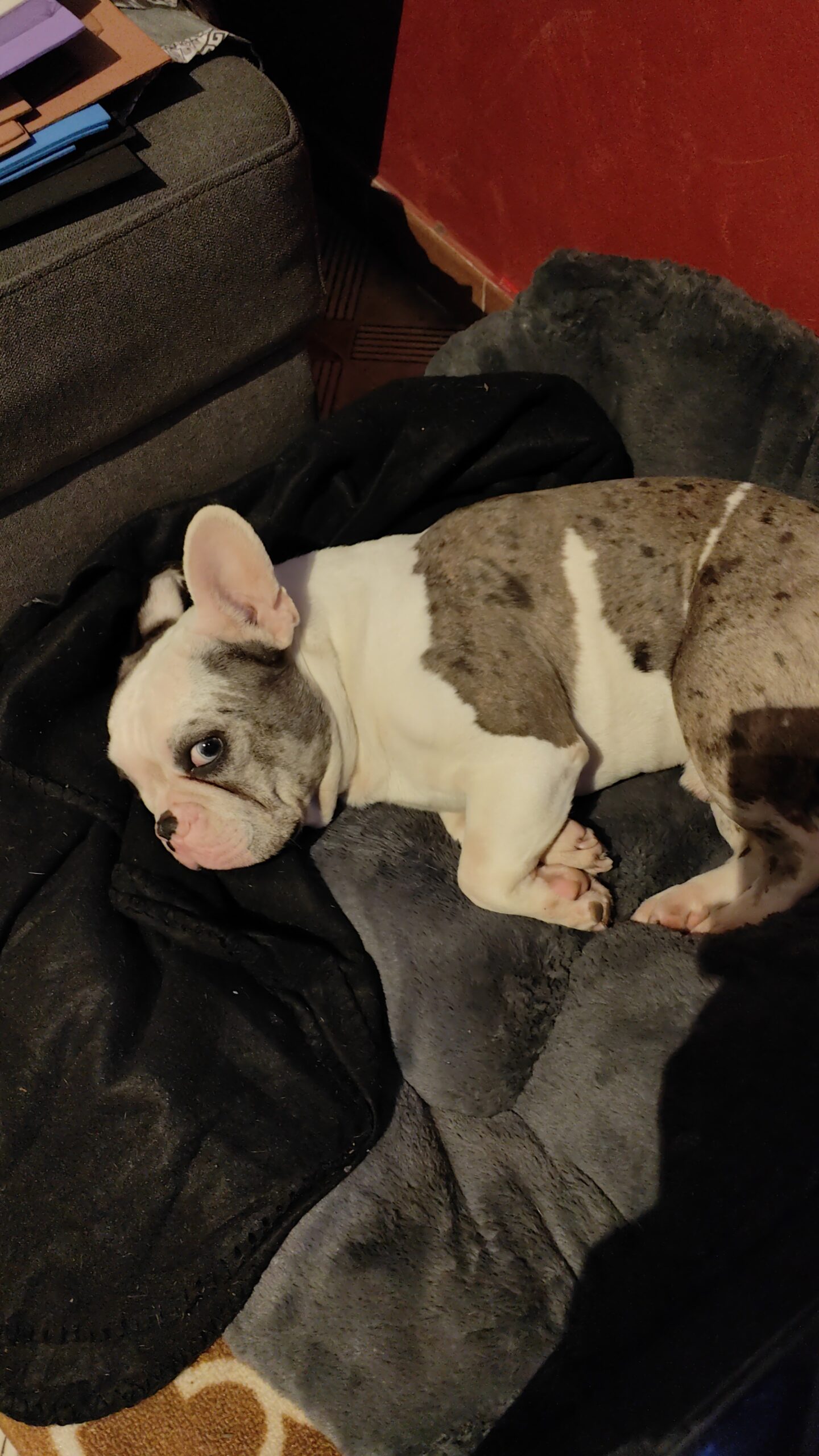 Thor cerca fidanzata