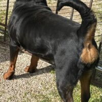 Rottweiler femmina