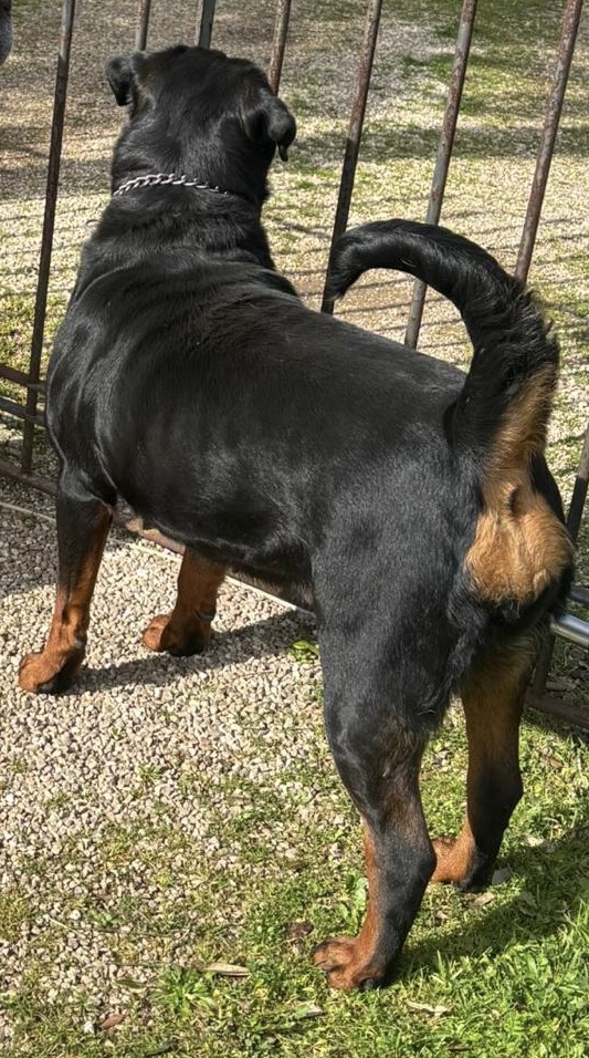Rottweiler femmina