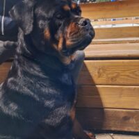 Rottweiler femmina