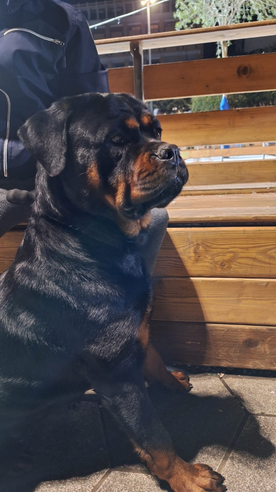 Rottweiler femmina