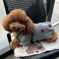 George cerca fidanzata