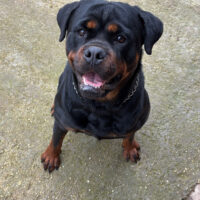 Rottweiler femmina