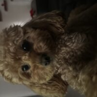 Ciao sono Rio e cerco fidanzatina