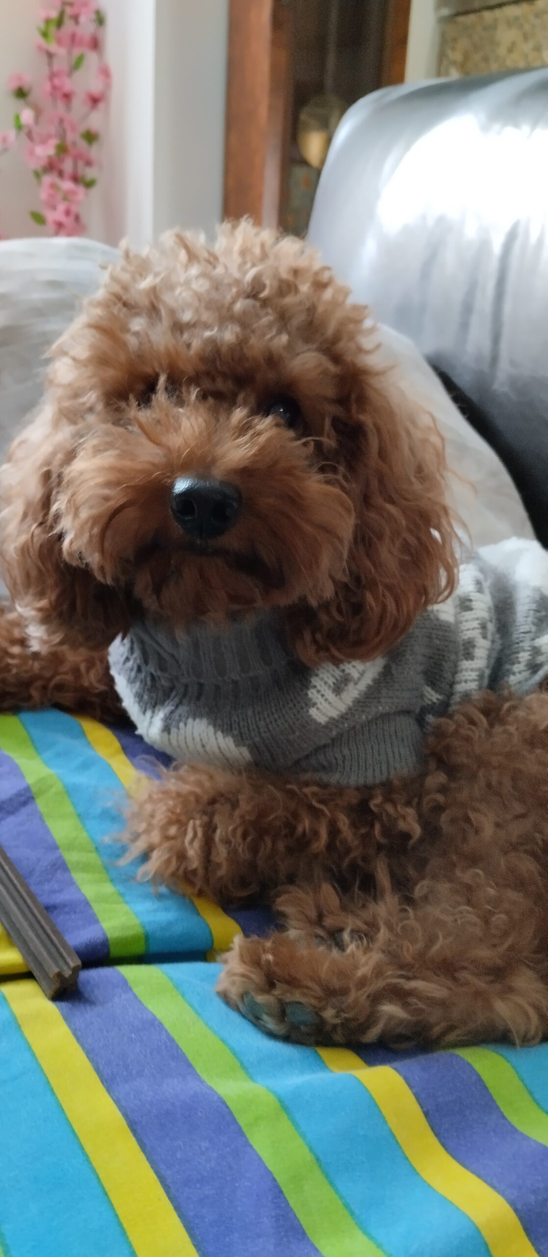 Cerco fidanzatina Provincia di Caserta o Milano